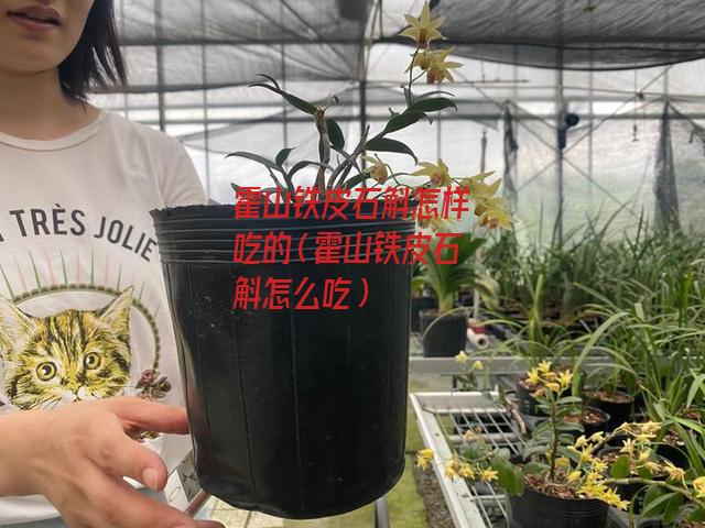 霍山铁皮石斛怎样吃的