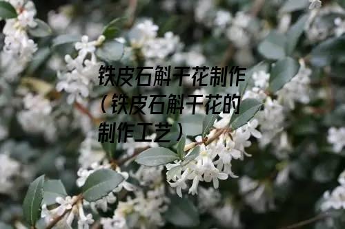 铁皮石斛干花制作