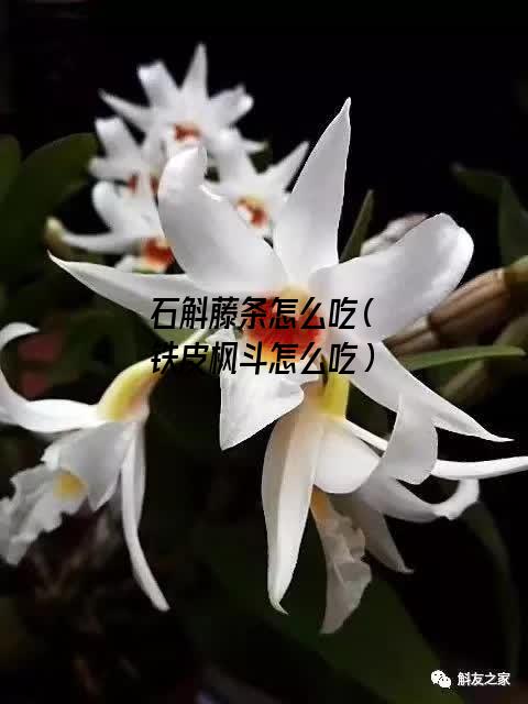 石斛藤条怎么吃