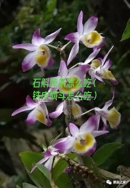 石斛藤条怎么吃