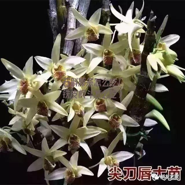 石斛藤条怎么吃