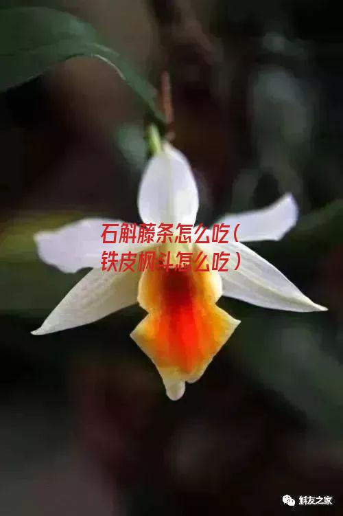 石斛藤条怎么吃