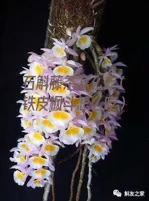 石斛藤条怎么吃