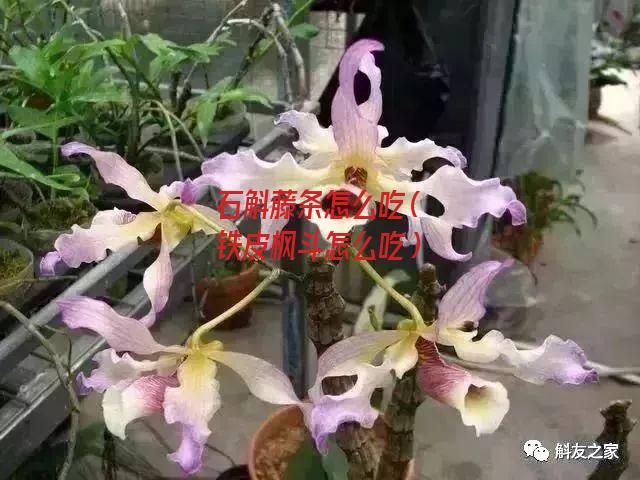 石斛藤条怎么吃