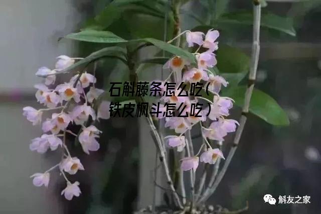 石斛藤条怎么吃