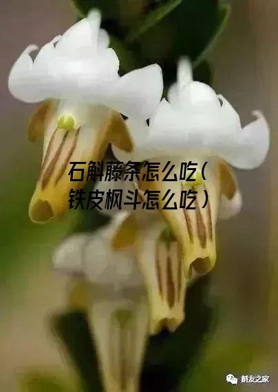 石斛藤条怎么吃