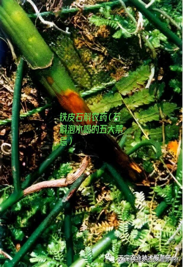 铁皮石斛农药