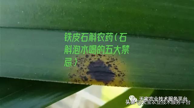 铁皮石斛农药