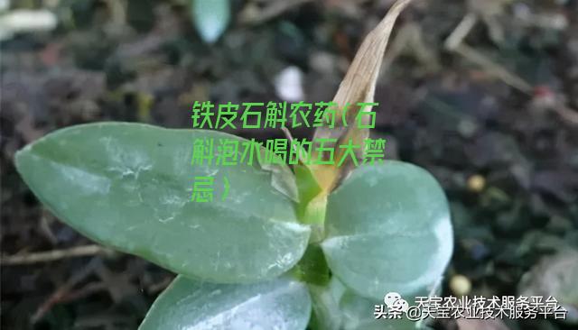 铁皮石斛农药