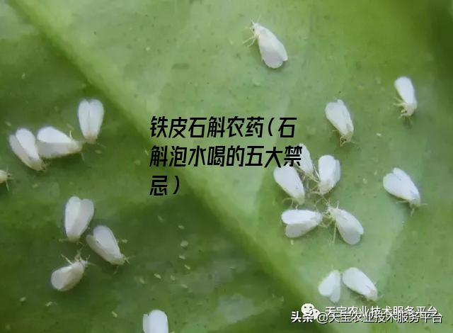 铁皮石斛农药