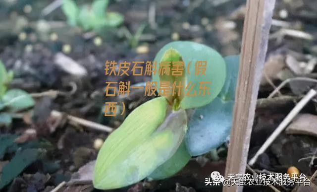 铁皮石斛病害