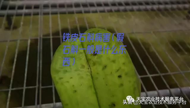 铁皮石斛病害