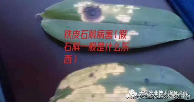 铁皮石斛病害