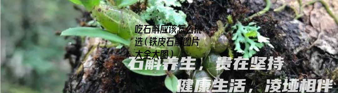 吃石斛应该怎么挑选