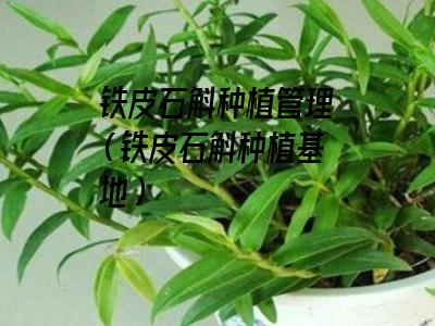 铁皮石斛种植管理