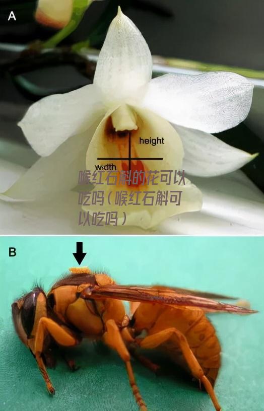 喉红石斛的花可以吃吗