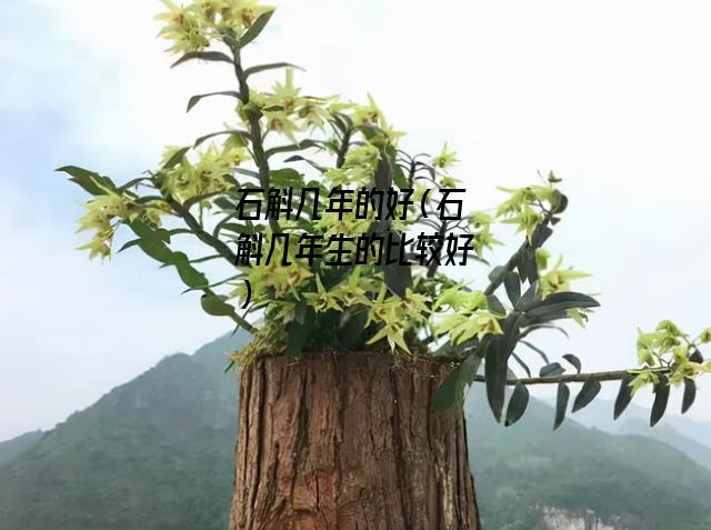 石斛几年的好