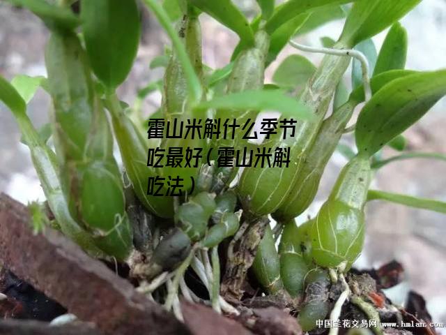 霍山米斛什么季节吃最好