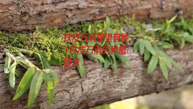 铁皮石斛哪里有种（铁皮石斛的种植要求）