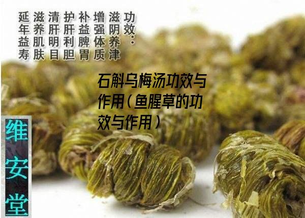 石斛乌梅汤功效与作用（鱼腥草的功效与作用）