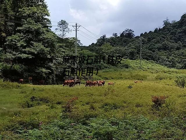 麻栗坡石斛