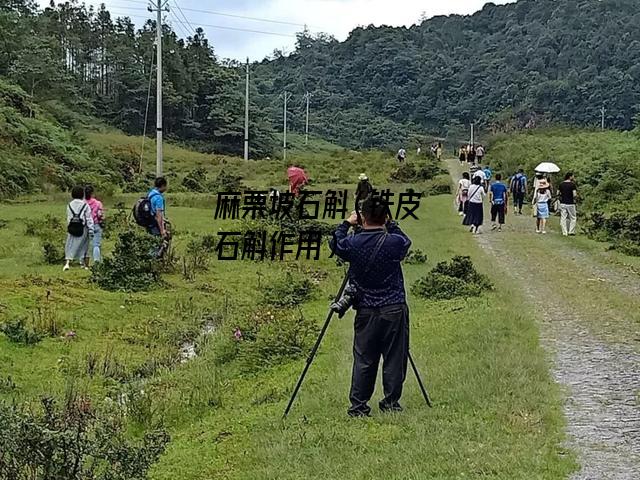 麻栗坡石斛