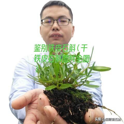 鉴别铁皮石斛