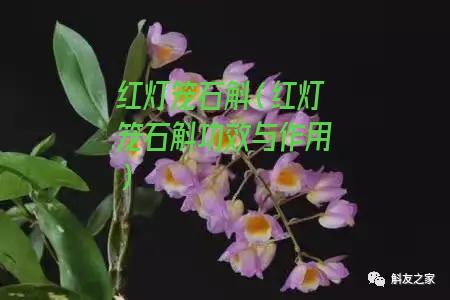 红灯笼石斛