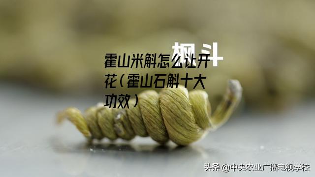 霍山米斛怎么让开花