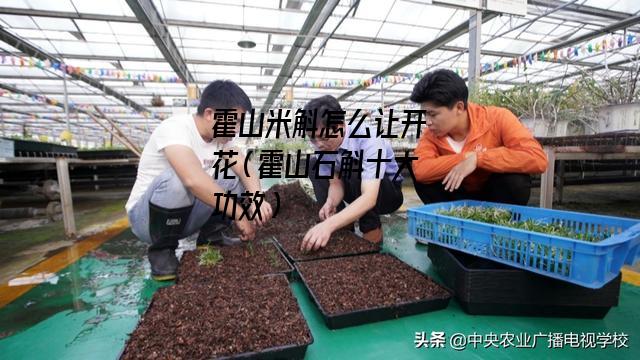 霍山米斛怎么让开花