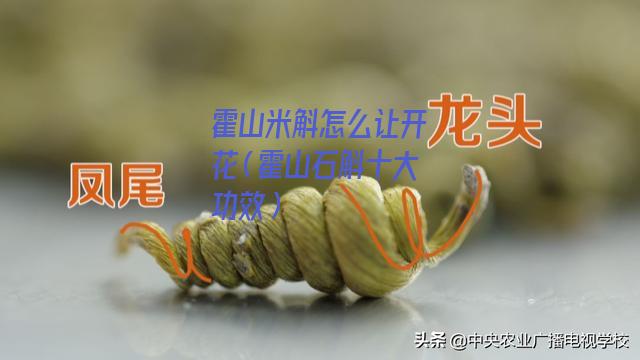 霍山米斛怎么让开花