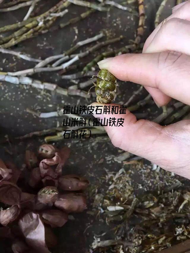 霍山铁皮石斛和霍山米斛