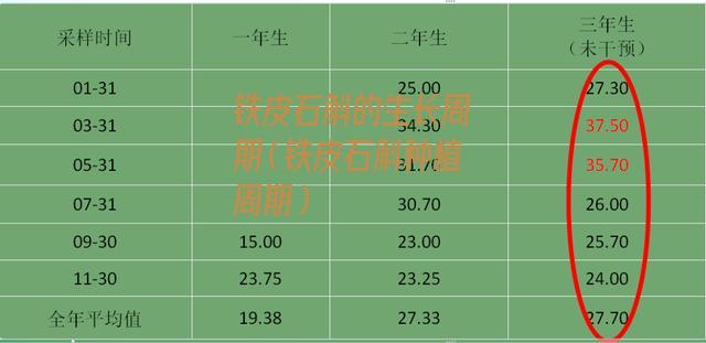 铁皮石斛的生长周期