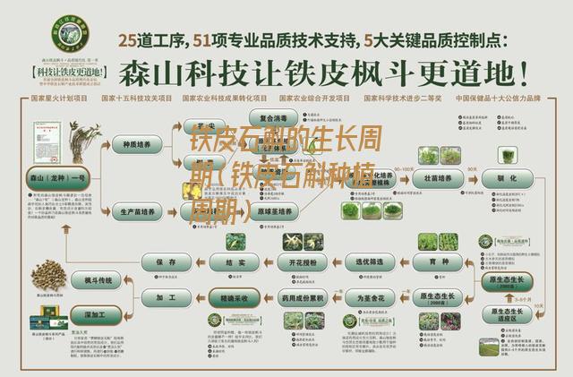 铁皮石斛的生长周期