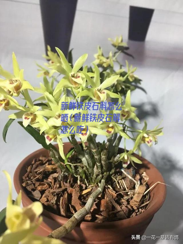 新鲜铁皮石斛怎么晒