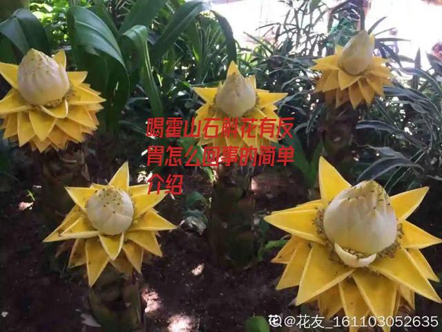 喝霍山石斛花有反胃怎么回事