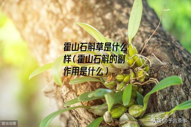 霍山石斛草是什么样