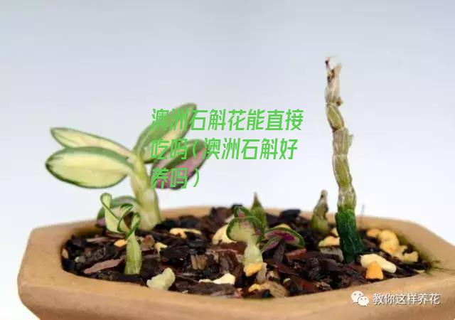 澳洲石斛花能直接吃吗