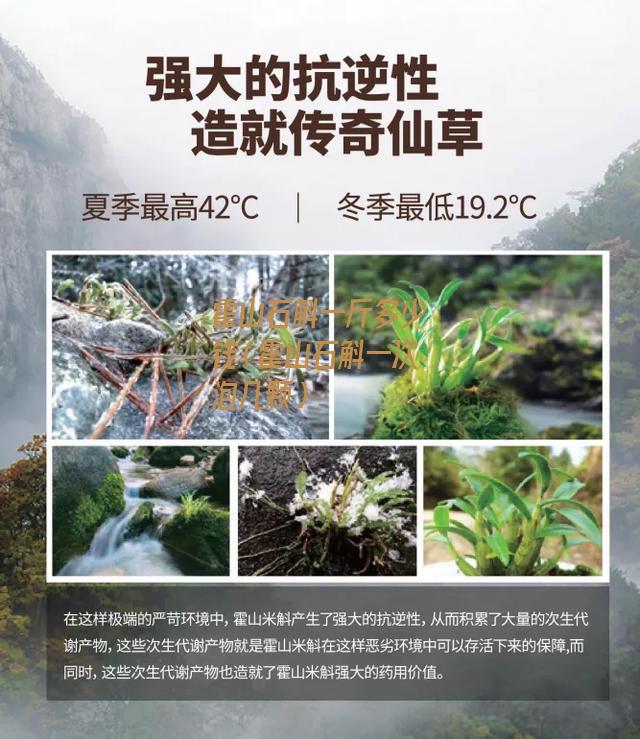 霍山石斛一斤多少钱