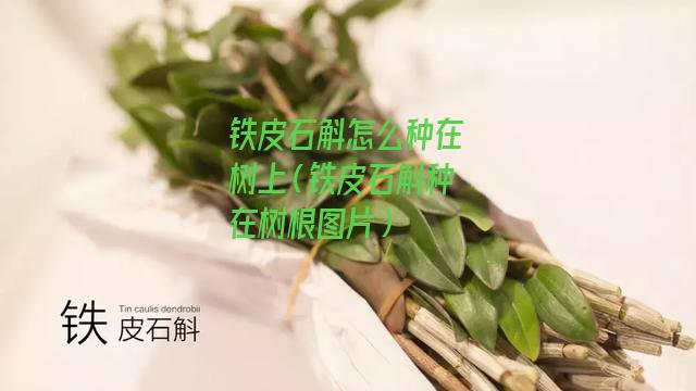 铁皮石斛怎么种在树上