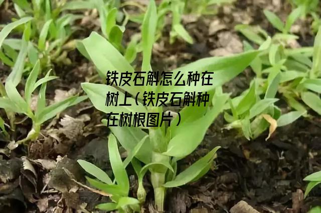 铁皮石斛怎么种在树上