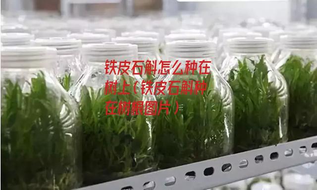 铁皮石斛怎么种在树上