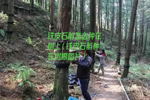 铁皮石斛怎么种在树上