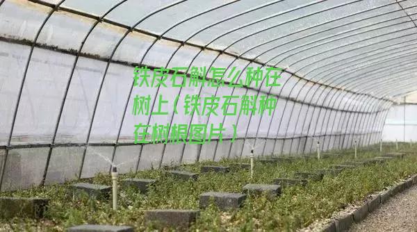 铁皮石斛怎么种在树上