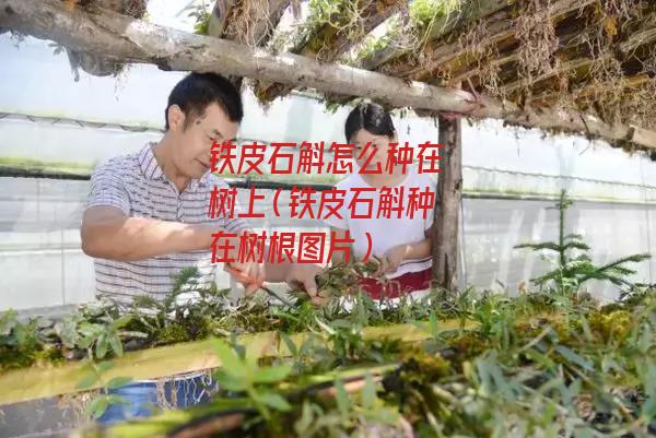 铁皮石斛怎么种在树上