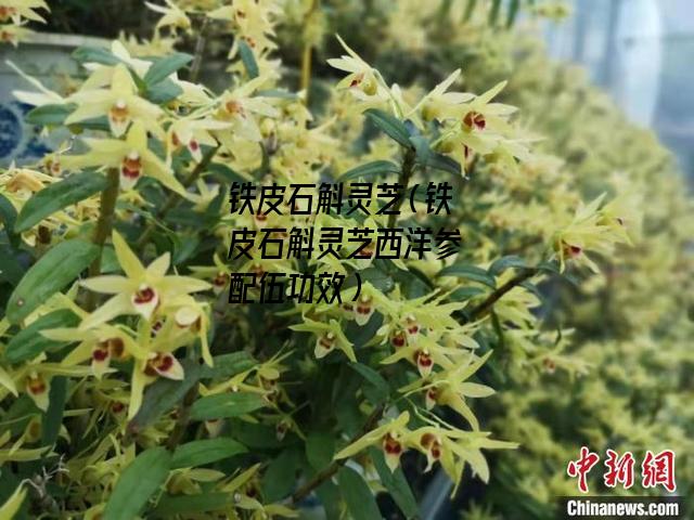 铁皮石斛灵芝