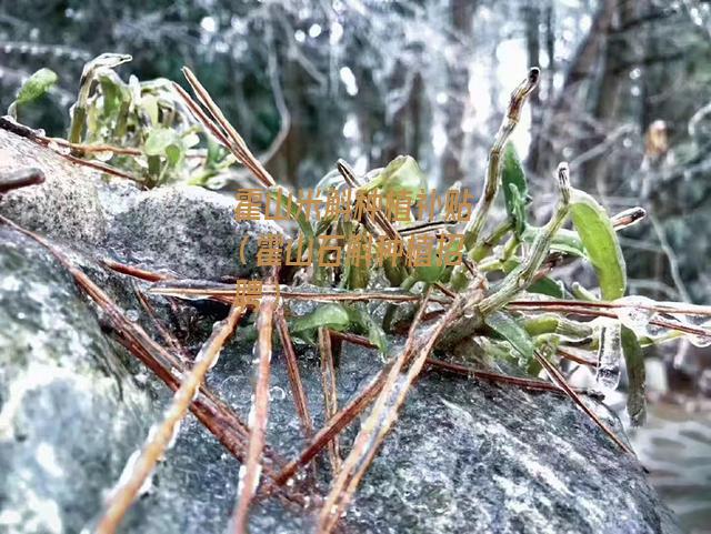 霍山米斛种植补贴