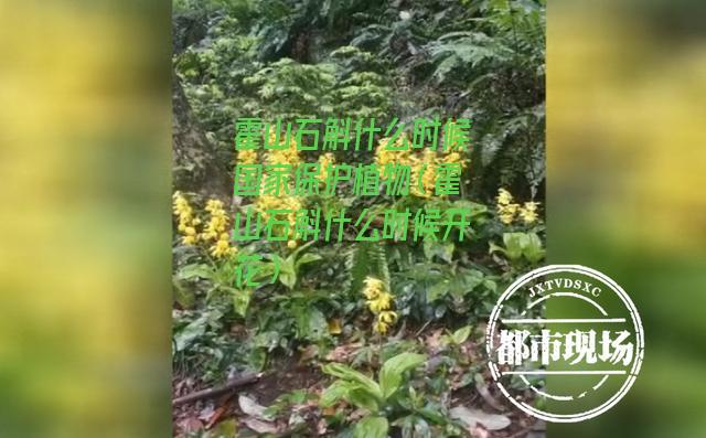 霍山石斛什么时候国家保护植物