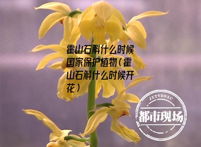 霍山石斛什么时候国家保护植物