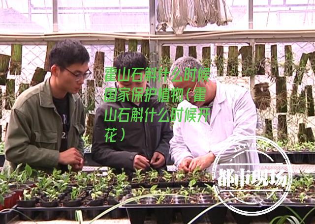 霍山石斛什么时候国家保护植物